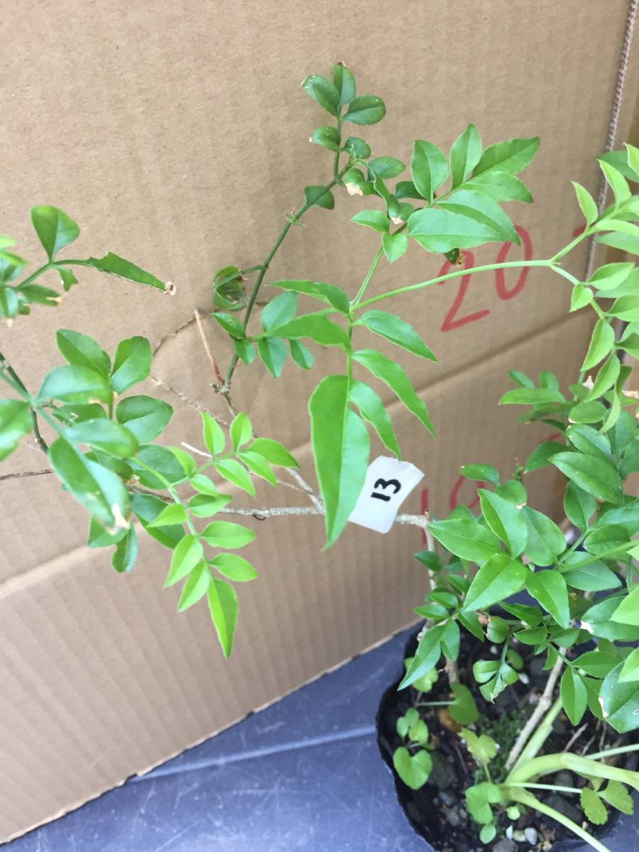 13 2本入り ハゴロモ ジャスミン 2年目の苗 しっかり根付いているから成長が早い 他に出品中の苗と同梱可能 取り置き対応 その他 売買されたオークション情報 Yahooの商品情報をアーカイブ公開 オークファン Aucfan Com