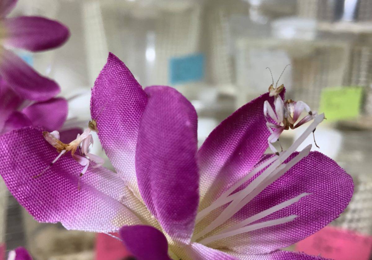 Hymenopus Coronatus インドネシア産 2令幼虫 ハナカマキリ カマキリ ペット 鑑賞 Www Muevetec Mx