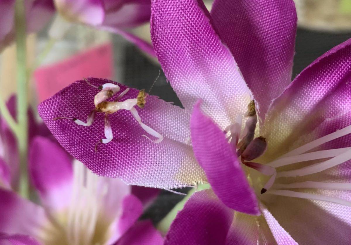 Hymenopus Coronatus インドネシア産 2令幼虫 ハナカマキリ カマキリ ペット 鑑賞 Www Muevetec Mx