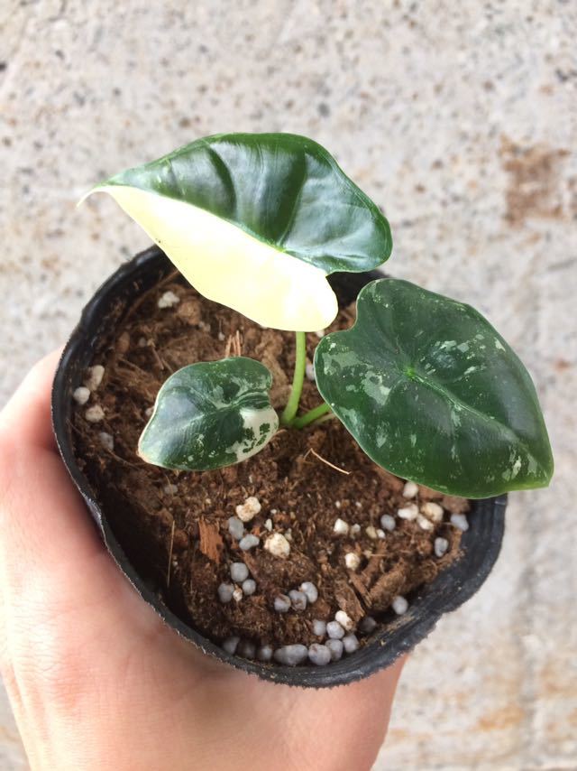 ハーフムーン！】アロカシア グリーンベルベット 斑入り(観葉植物