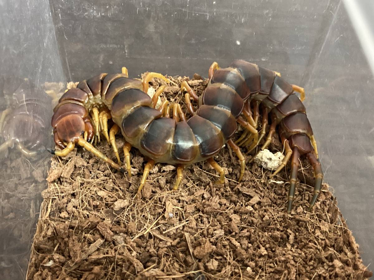 ロブスターオオムカデ Scolopendra robusta 1