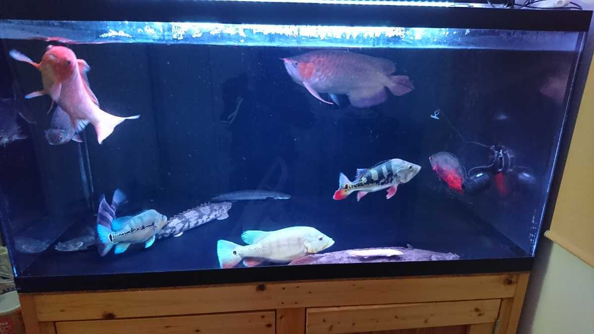 アロワナマジカルライト　112cm 中古 マジカルレッドライト112cm (中古) 112cm アロワナマジカルライト 水や