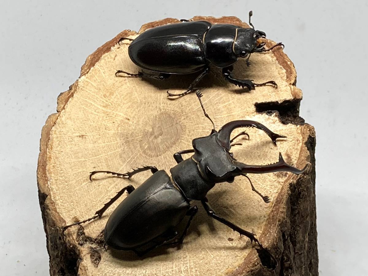 ユダイクスミヤマクワガタ トルコ共和国 雄73mm 雌50mm Lucanus cervus