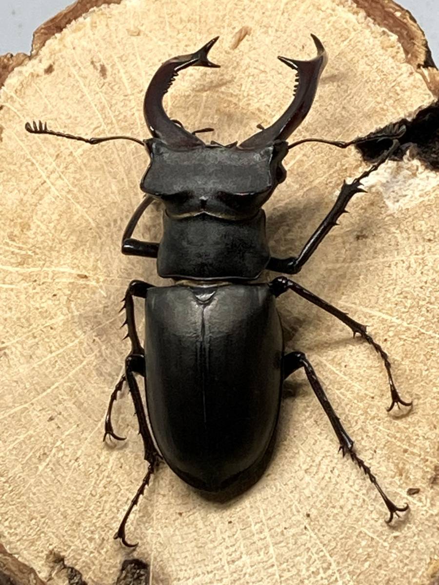 ユダイクスミヤマクワガタ トルコ共和国 雄73mm 雌50mm Lucanus cervus