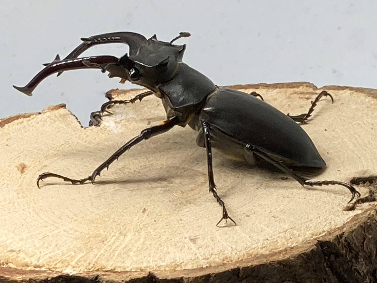 ユダイクスミヤマクワガタ トルコ共和国 雄73mm 雌50mm Lucanus cervus
