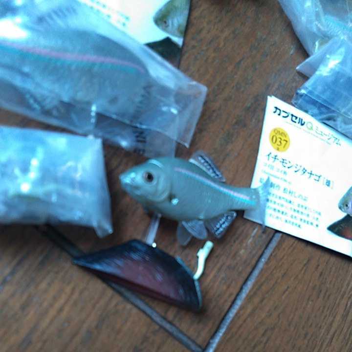 淡水魚海洋堂ネイチャーフィギュアたなごセットミヤコタナゴ週間日本の 