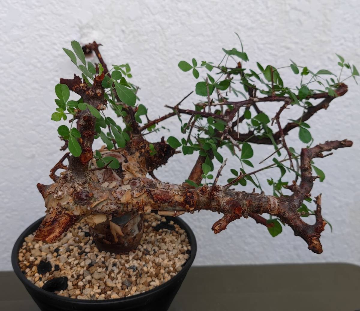 ②コミフォラカタフターカネンシス 現地株 塊根植物 コーデックス 灌木