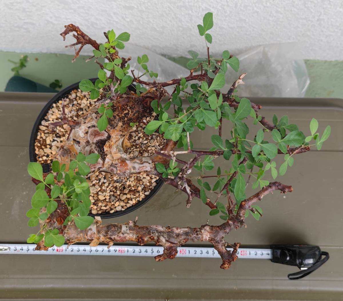 ②コミフォラカタフターカネンシス 現地株 塊根植物 コーデックス 灌木 