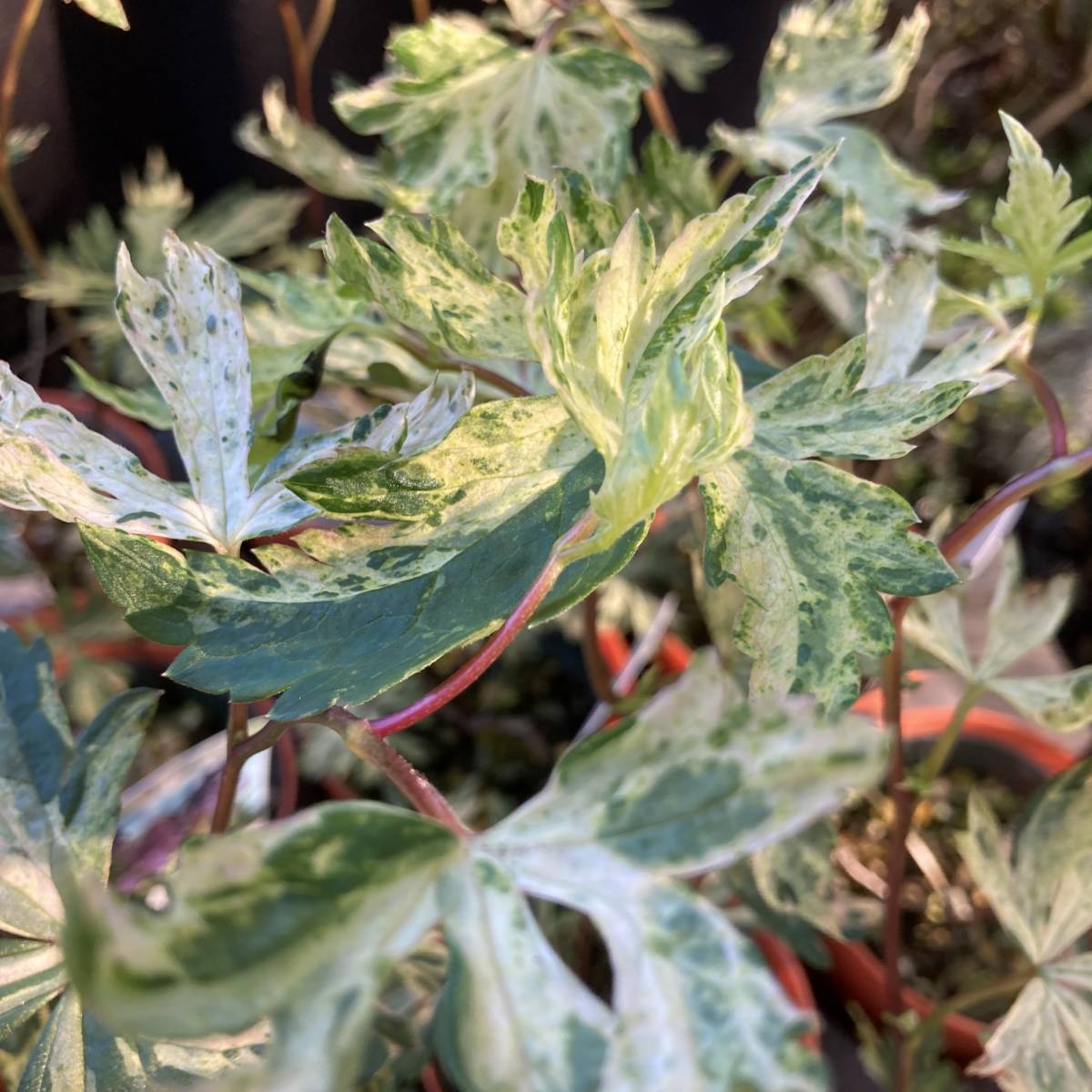 22春の新苗 数量２ 山野草 斑入りトリカブト ３鉢セット その他 売買されたオークション情報 Yahooの商品情報をアーカイブ公開 オークファン Aucfan Com