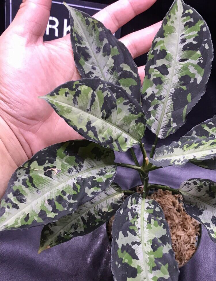 アグラオネマピクタム•キャッスルAZ1012-10bAglaonema pictum
