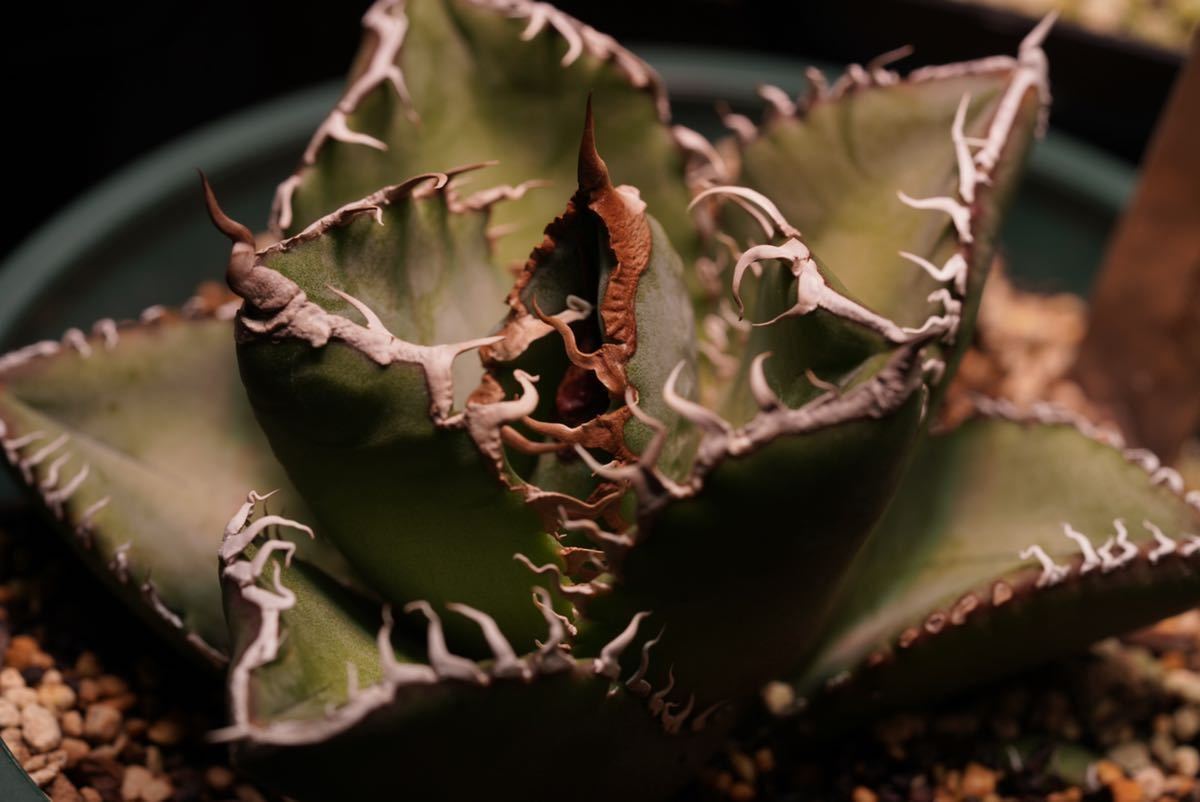 Agave Super titanota アガベ スーパーチタノタCACTUS GREEN (検 raw