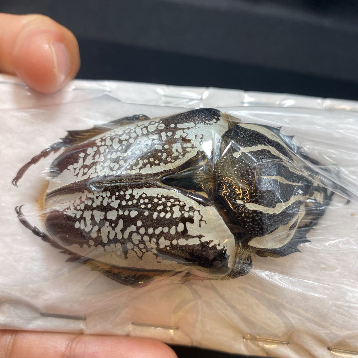 ゴライアスオオツノハナムグリ - | Goliathus 昆虫標本 標本 オオツノ