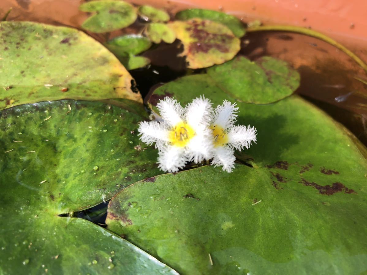 Kazuのメダカ睡蓮ビオトープ ガガブタ 3株 22 浮き草類 売買されたオークション情報 Yahooの商品情報をアーカイブ公開 オークファン Aucfan Com