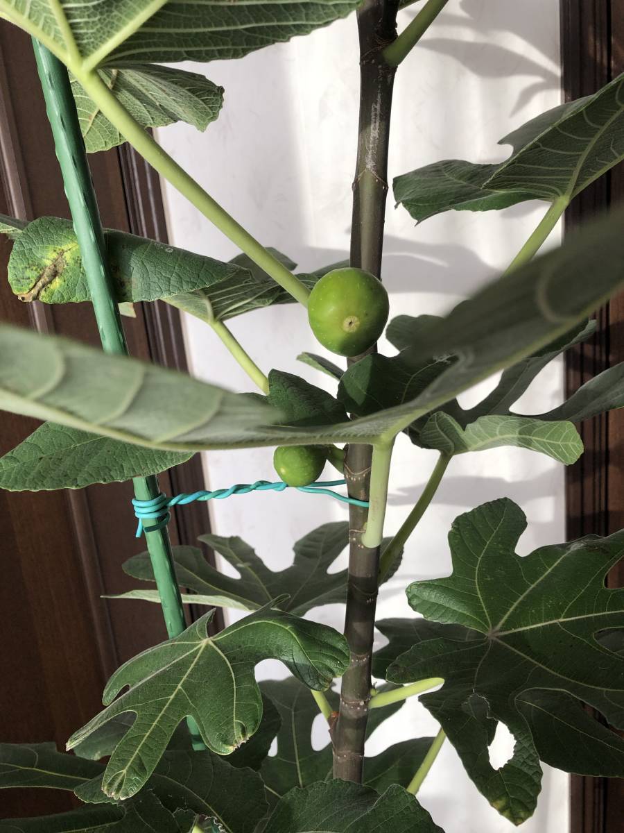 イチジク 100サイズ品種シャンパーニュ苗木 イチジク穂木 LSU