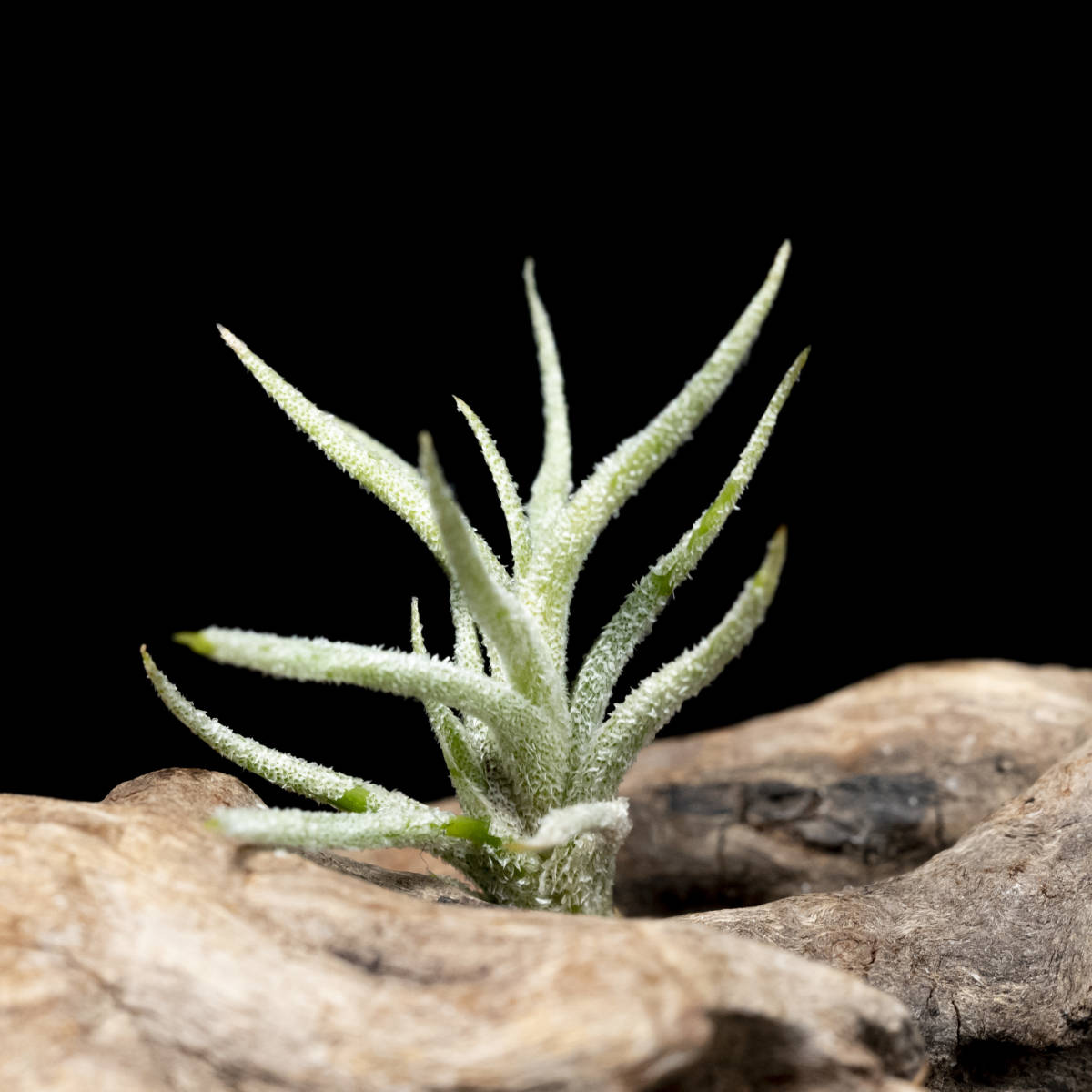 ティランジア Tillandsia capillaris 採取地データ付