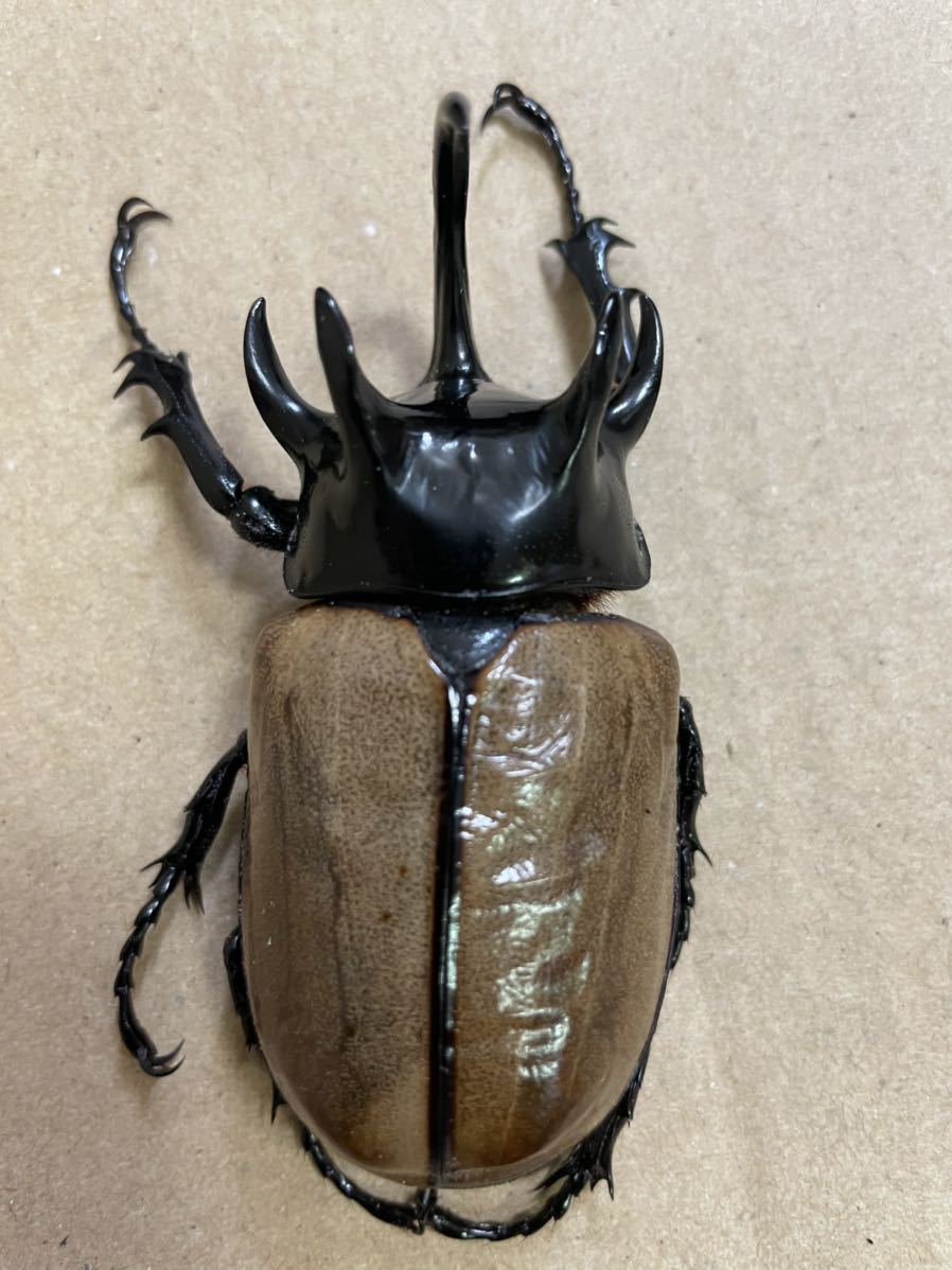 ラスト！　ゴホンヅノカブト　ゴホンツノカブト　オス　成虫　　タイ産　_1