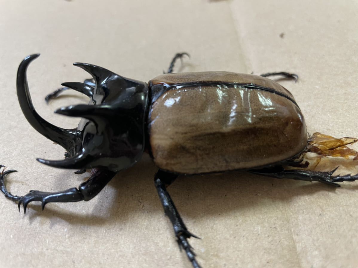 ラスト！　ゴホンヅノカブト　ゴホンツノカブト　オス　成虫　　タイ産　_2
