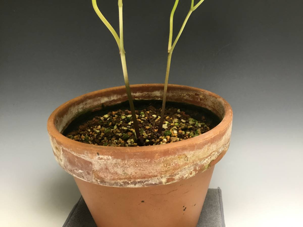 山野草 斑入りシラネアオイ(花)｜売買されたオークション情報、Yahoo