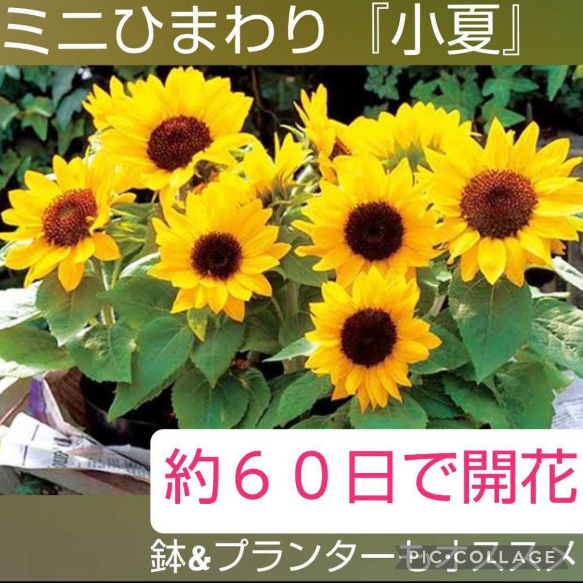 粒 世界最小クラスのミニひまわり 小夏 丈25cm ずらして蒔くと長く楽しめますよ 寄せ植えにも 送料73円 その他 売買されたオークション情報 Yahooの商品情報をアーカイブ公開 オークファン Aucfan Com