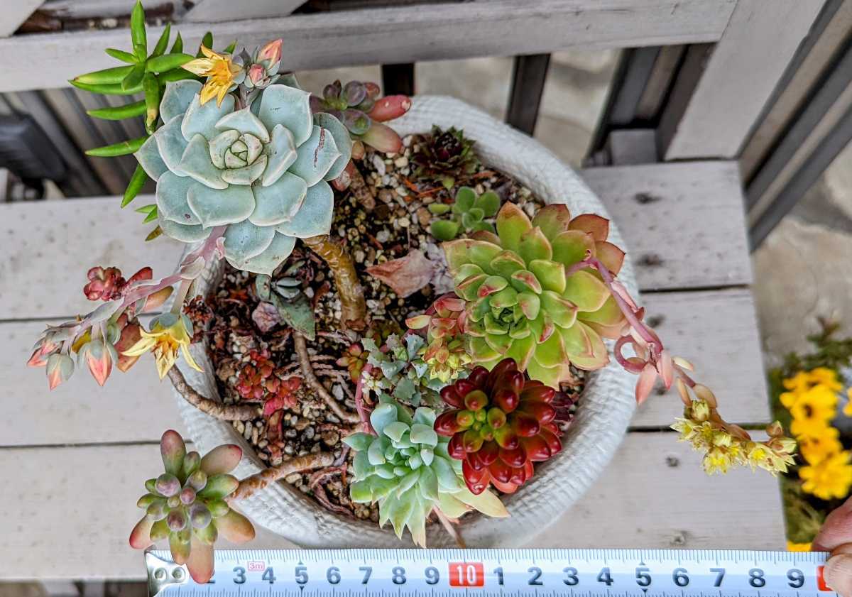 多肉植物寄せ植えセット 根付き セダム等サービスします 鉢 土は付きません 抜き苗 お送り致します サボテン 売買されたオークション情報 Yahooの商品情報をアーカイブ公開 オークファン Aucfan Com