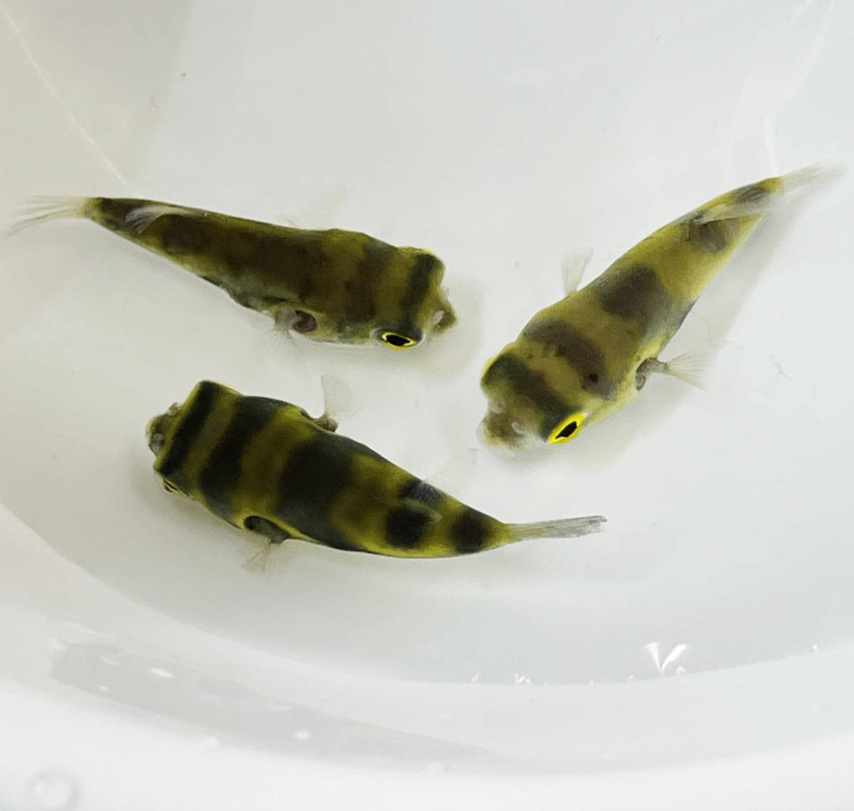 終生純淡水飼育可 南米淡水フグ Lサイズ 生体 淡水フグ アマゾンパファー 鑑賞魚 熱帯魚 淡水魚 フグ 飼育 ミニフグ 淡水魚 売買されたオークション情報 Yahooの商品情報をアーカイブ公開 オークファン Aucfan Com