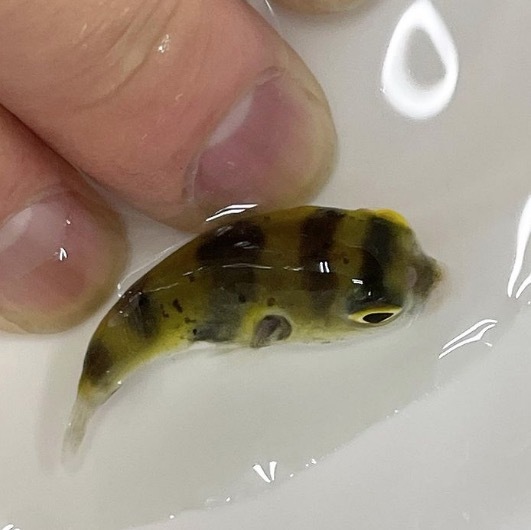 終生純淡水飼育可 南米淡水フグ Lサイズ 生体 淡水フグ アマゾンパファー 鑑賞魚 熱帯魚 淡水魚 フグ 飼育 ミニフグ 淡水魚 売買されたオークション情報 Yahooの商品情報をアーカイブ公開 オークファン Aucfan Com