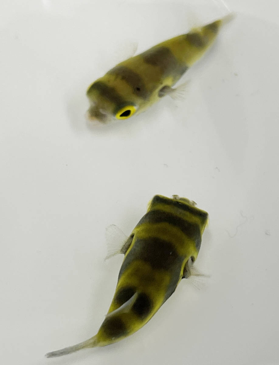 終生純淡水飼育可 南米淡水フグ Lサイズ 生体 淡水フグ アマゾンパファー 鑑賞魚 熱帯魚 淡水魚 フグ 飼育 ミニフグ 淡水魚 売買されたオークション情報 Yahooの商品情報をアーカイブ公開 オークファン Aucfan Com