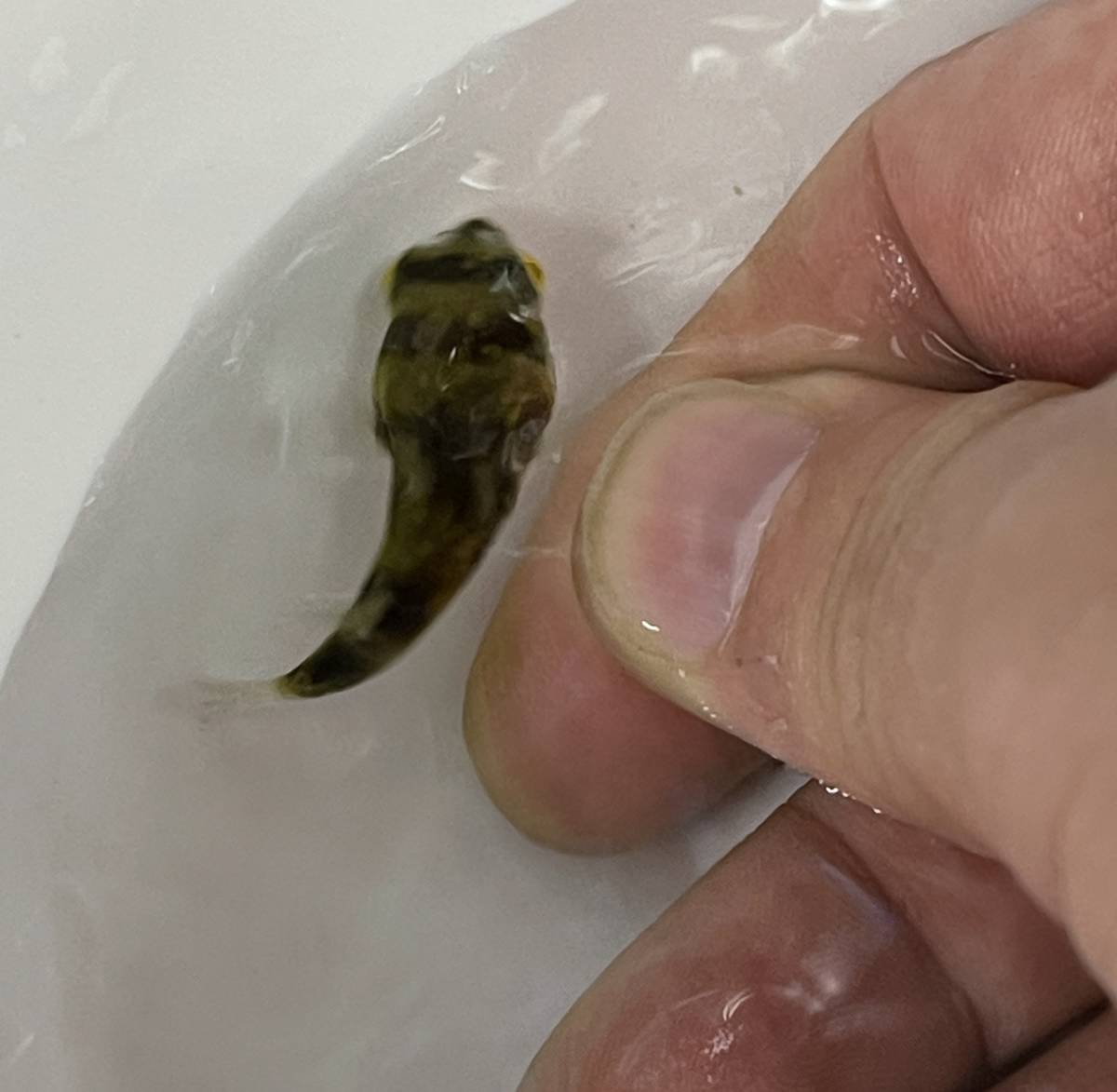 終生純淡水飼育可 南米淡水フグ Lサイズ 生体 淡水フグ アマゾンパファー 鑑賞魚 熱帯魚 淡水魚 フグ 飼育 ミニフグ 淡水魚 売買されたオークション情報 Yahooの商品情報をアーカイブ公開 オークファン Aucfan Com