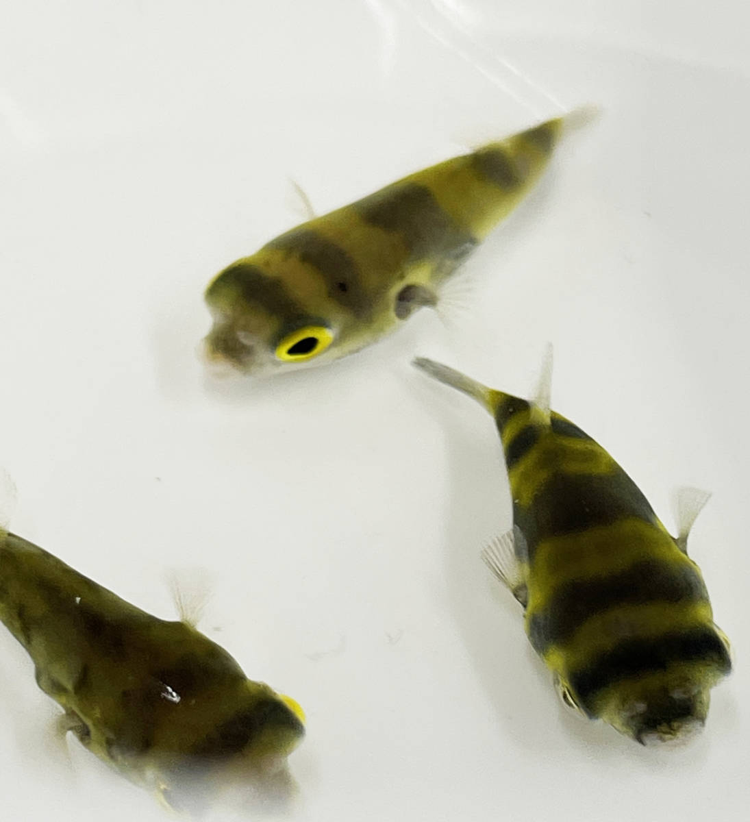 終生純淡水飼育可 南米淡水フグ Lサイズ 生体 淡水フグ アマゾンパファー 鑑賞魚 熱帯魚 淡水魚 フグ 飼育 ミニフグ 淡水魚 売買されたオークション情報 Yahooの商品情報をアーカイブ公開 オークファン Aucfan Com