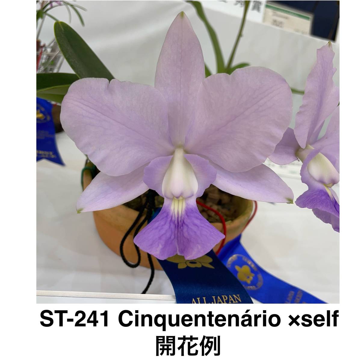 洋蘭原種 ST-241 C. walkeriana tipo 'Cinquentenario' ×self セルレア