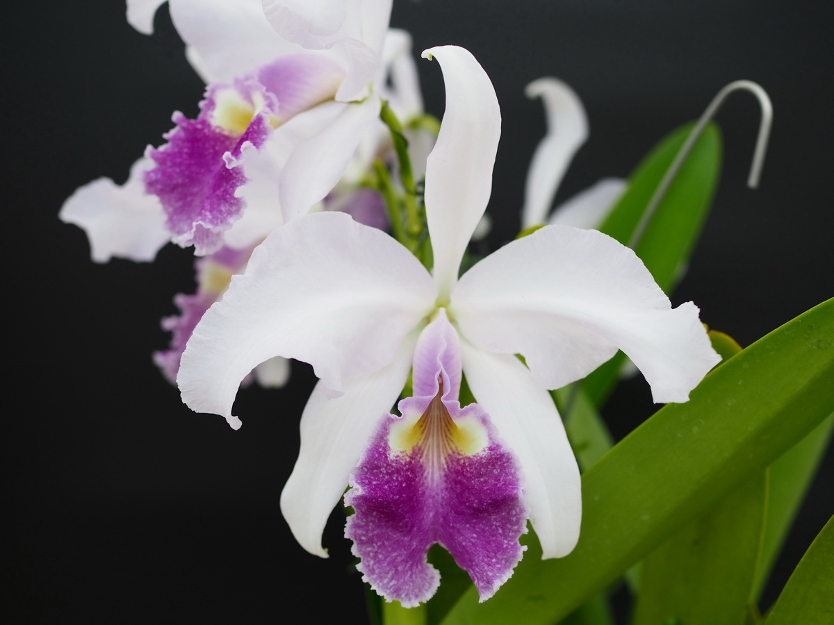 洋ラン カトレア 蕾付き 蕾付き! 特大超良株!! 特大 大株 カトレア