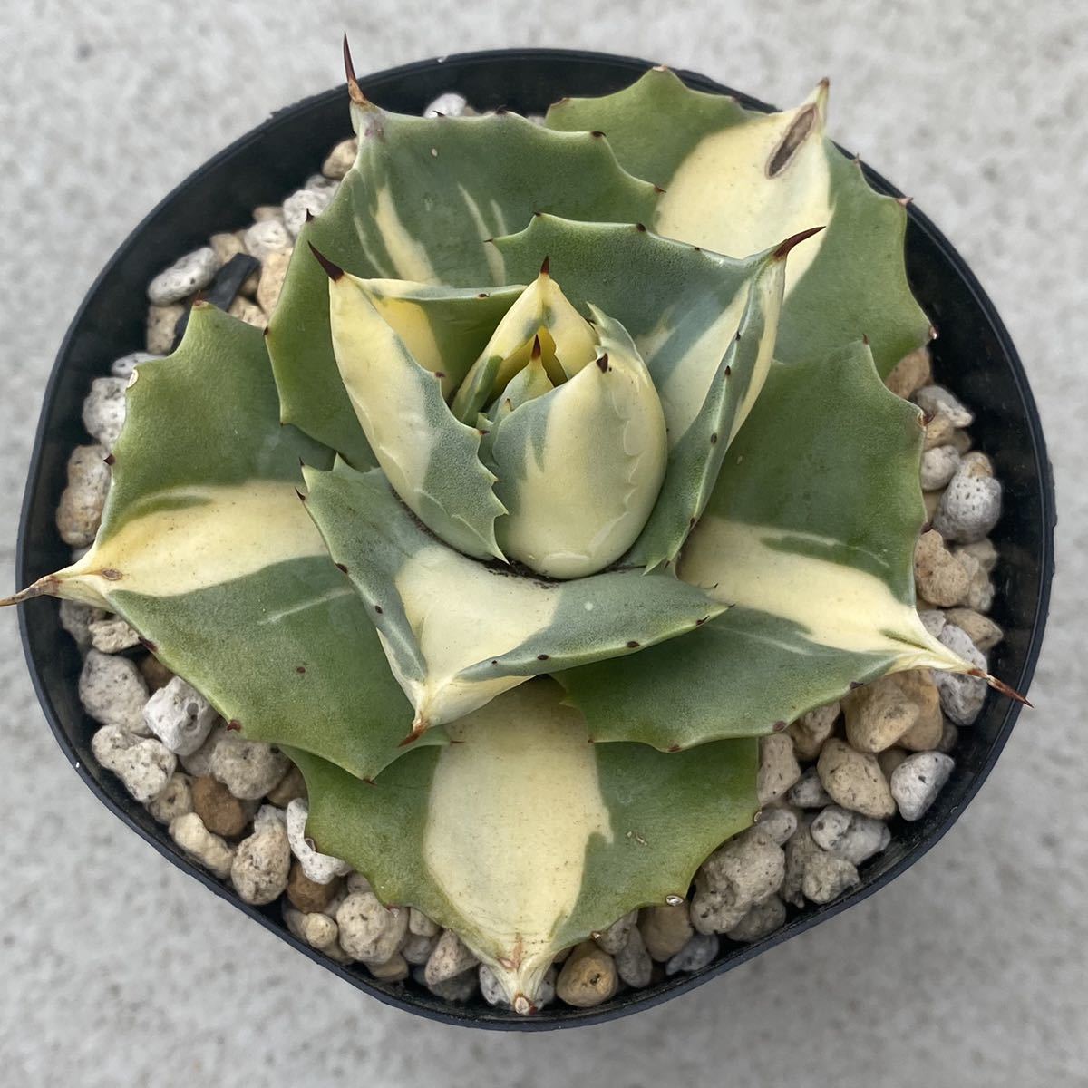 ユーフォルビア obesa Euphorbia オベサ 斑入り株 Perdorsiana 検索 