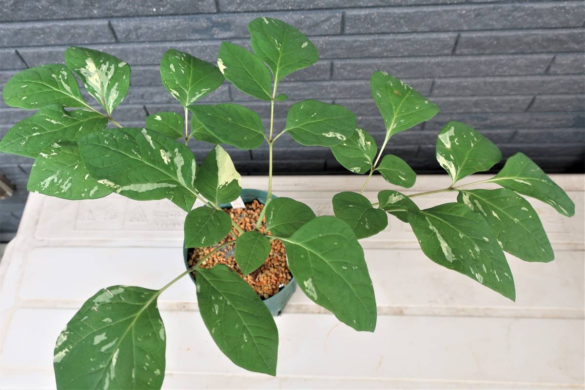 になること ヤフオク 山野草 斑入り ヤマシャクヤク 名品 黄聖錦 実生 りします