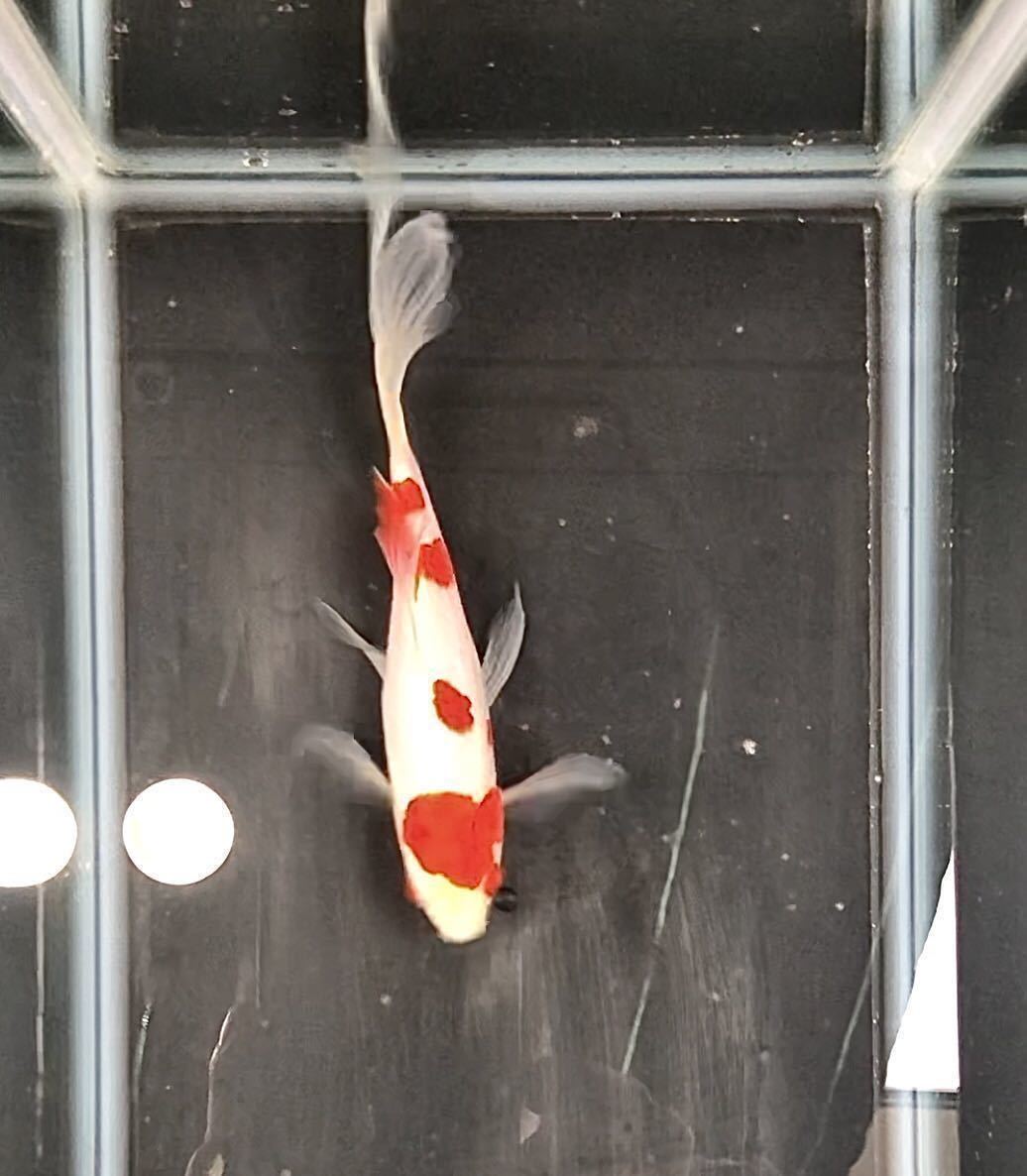庄内金魚 17cm 宮城産 オランダ 鉄魚 コメット 紅白 更紗 和金 その他 売買されたオークション情報 Yahooの商品情報をアーカイブ公開 オークファン Aucfan Com 庄内金魚 17cm 宮城産 オランダ 鉄魚 コメット 紅白 更紗 和金 その他 売買されたオークション情報 Yahooの商品情報をアーカイブ公開 オークファン Aucfan Com