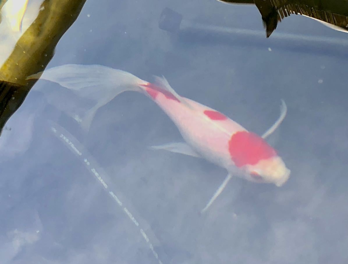 庄内金魚 17cm 宮城産 オランダ 鉄魚 コメット 紅白 更紗 和金 その他 売買されたオークション情報 Yahooの商品情報をアーカイブ公開 オークファン Aucfan Com 庄内金魚 17cm 宮城産 オランダ 鉄魚 コメット 紅白 更紗 和金 その他 売買されたオークション情報 Yahooの商品情報をアーカイブ公開 オークファン Aucfan Com
