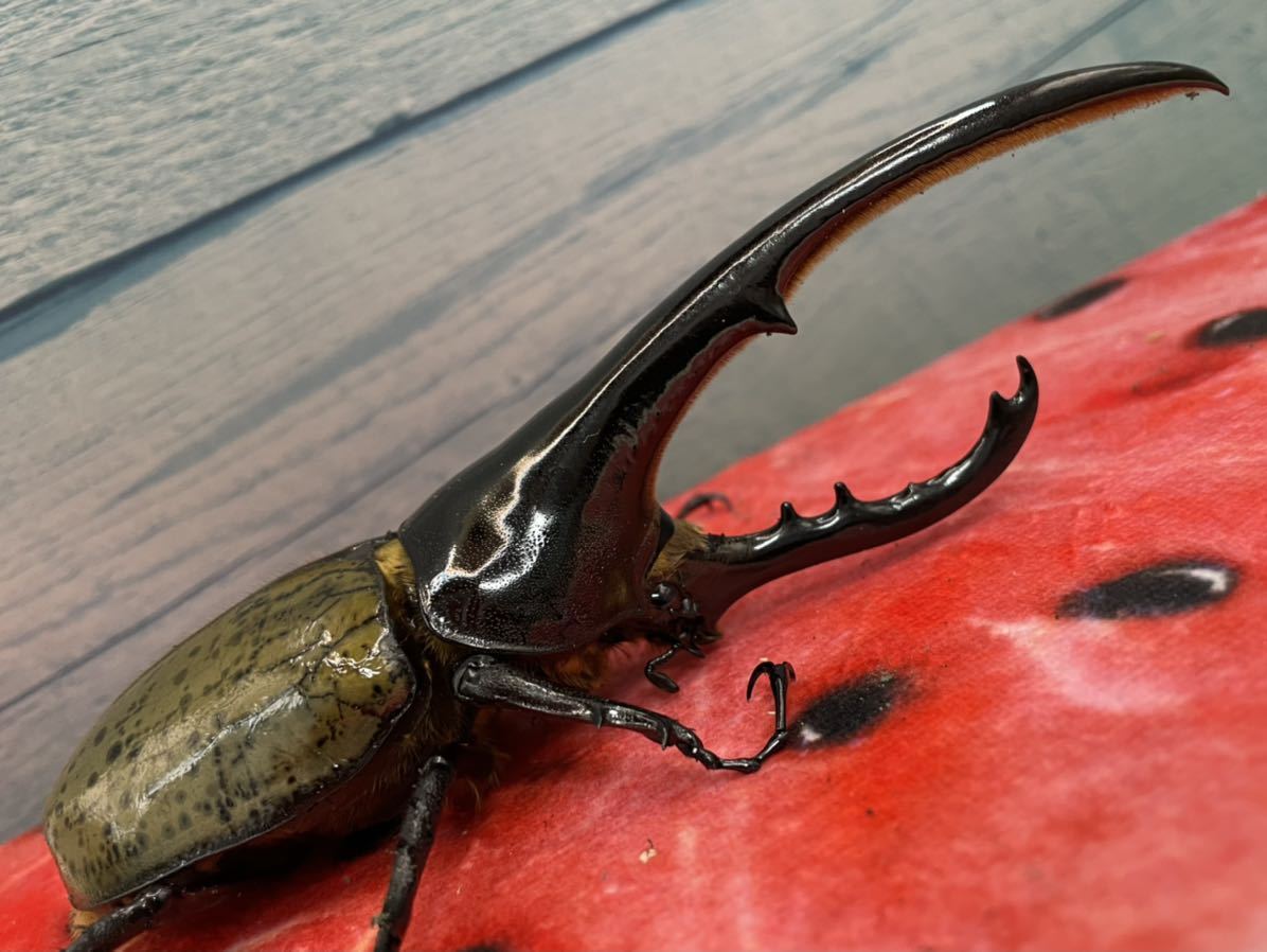 ヘラクレスオオカブト ペア オス150mm メス61mm 外国産 売買されたオークション情報 Yahooの商品情報をアーカイブ公開 オークファン Aucfan Com