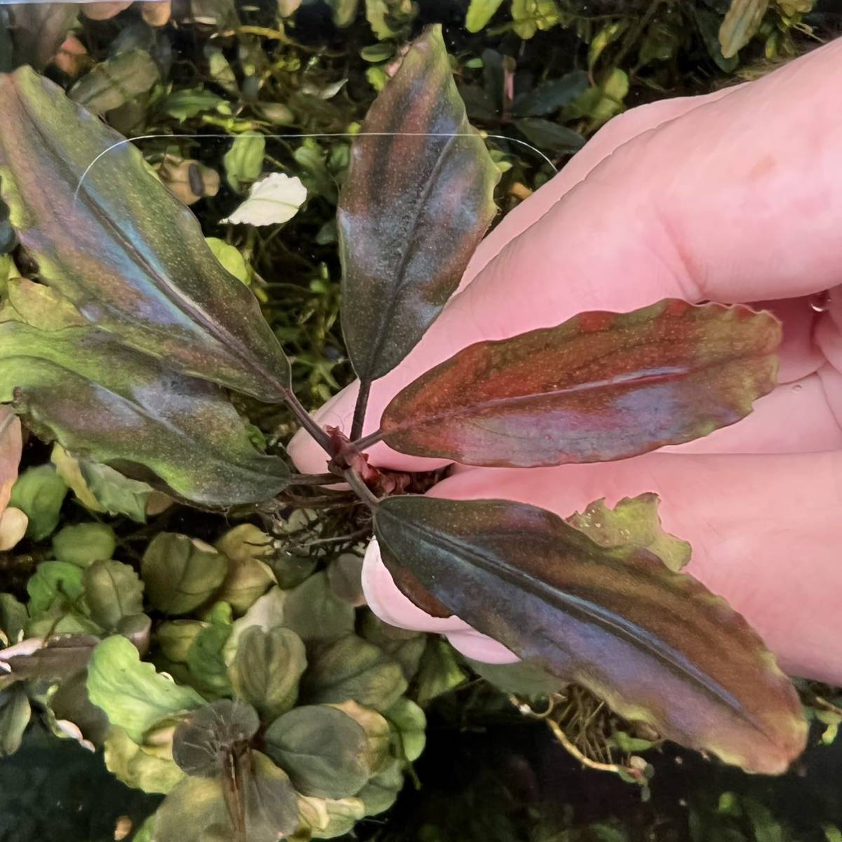 Bucephalandra Brownie sp. - 'Brownie Aquarium Aquatic Ghost
