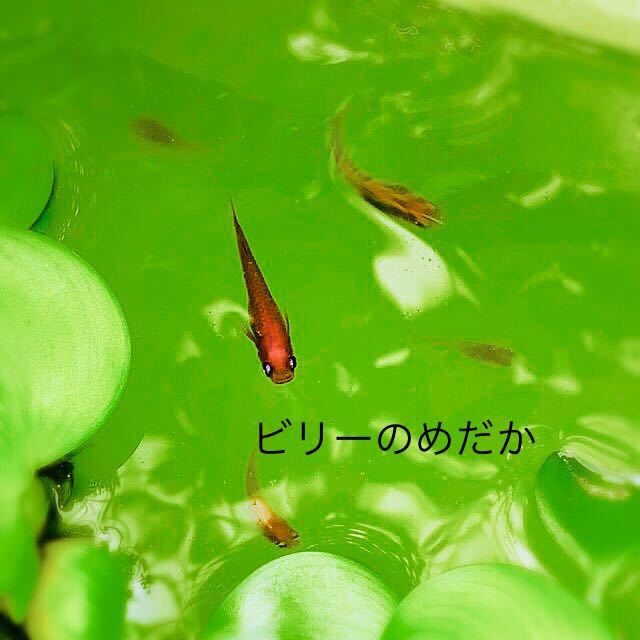 グリーンウォーター 800ml 種水 メダカ 金魚 針子 自由研究 稚魚 栄養豊富 色揚げ 淡水魚 クロレラ 青水 ミドリムシ ビリーの めだか 越冬 エサ 売買されたオークション情報 Yahooの商品情報をアーカイブ公開 オークファン Aucfan Com