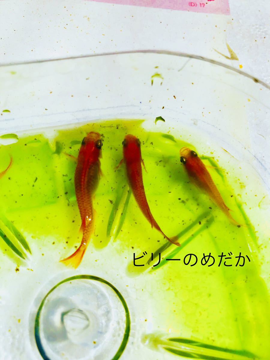 グリーンウォーター 800ml 種水 メダカ 金魚 針子 自由研究 稚魚 栄養豊富 色揚げ 淡水魚 クロレラ 青水 ミドリムシ ビリーの めだか 越冬 エサ 売買されたオークション情報 Yahooの商品情報をアーカイブ公開 オークファン Aucfan Com