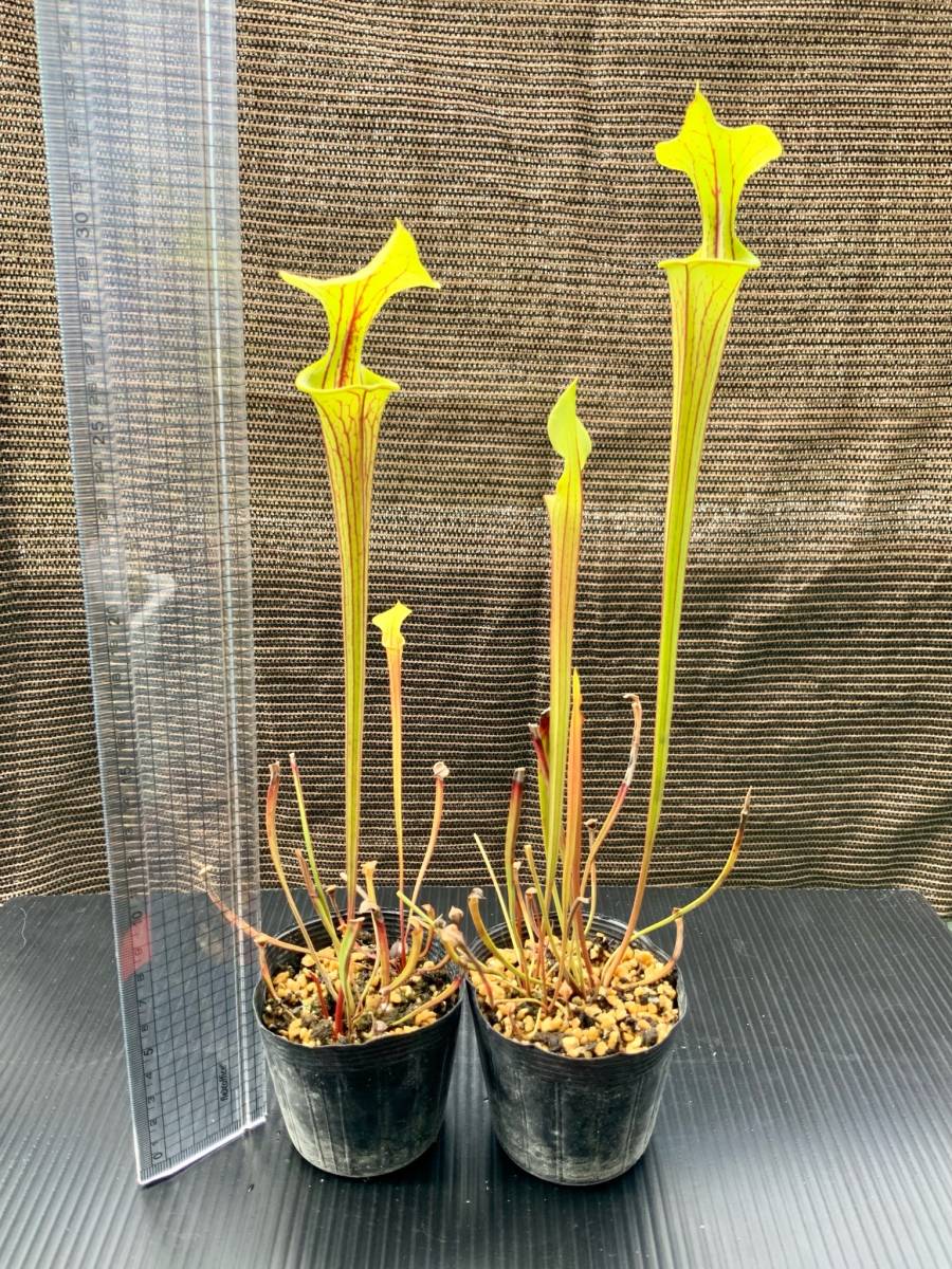 食虫植物 サラセニア フラバ オルナタ Sarracenia Flava Var Ornata 実生苗 2pot 観葉植物 売買されたオークション情報 Yahooの商品情報をアーカイブ公開 オークファン Aucfan Com