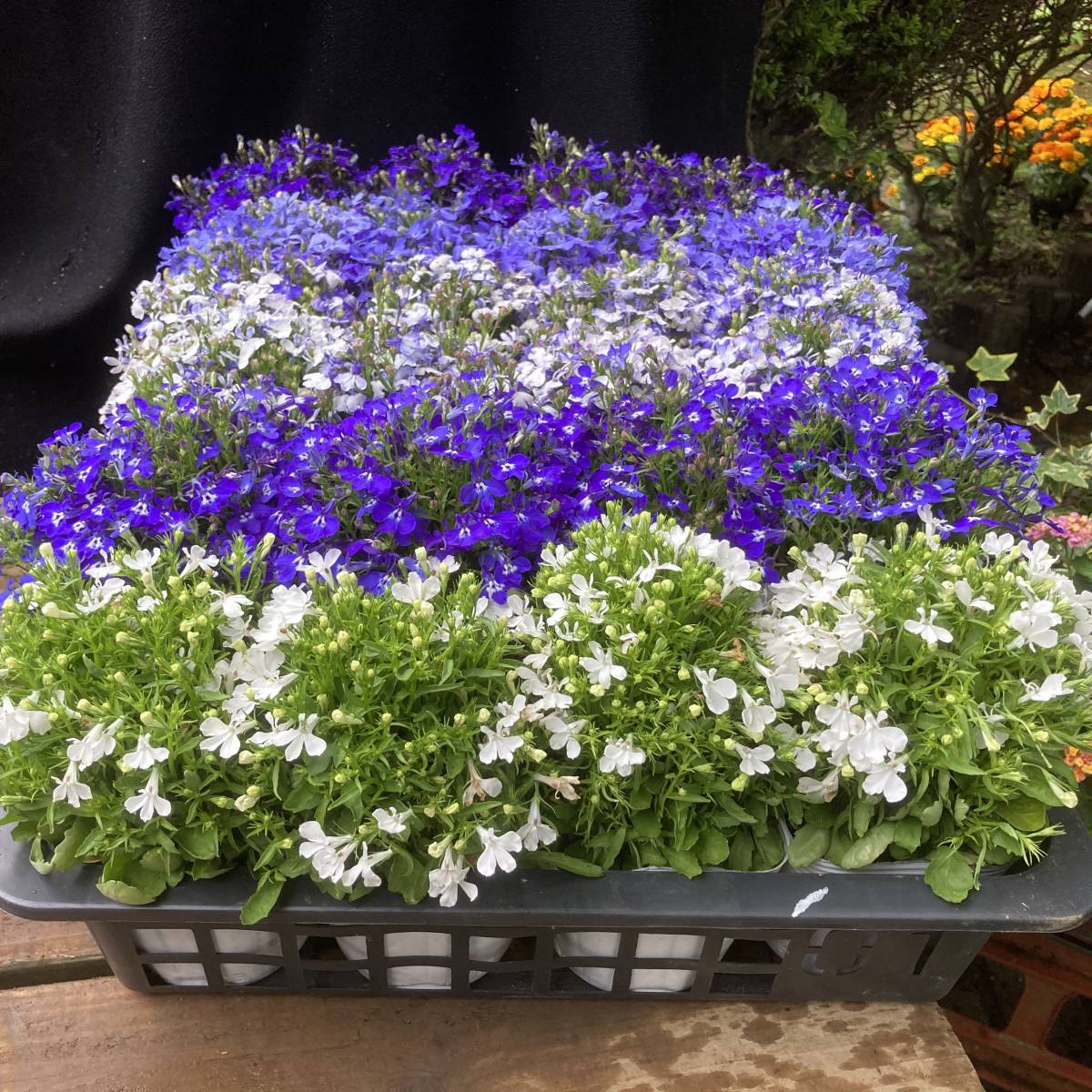 22春の新苗 数量４ ロベリア リベラミックス ６ポット その他 売買されたオークション情報 Yahooの商品情報をアーカイブ公開 オークファン Aucfan Com