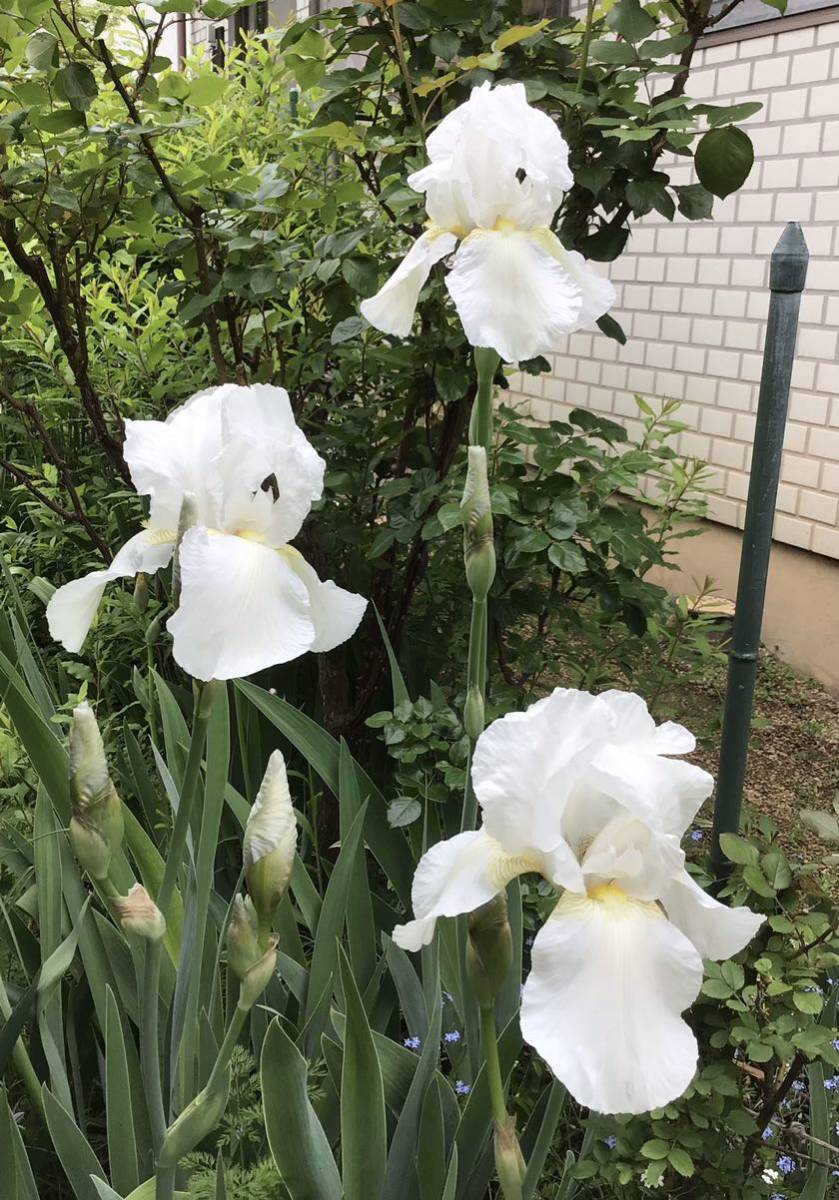 ジャーマンアイリス 白花 芳香ジャーマン その他 売買されたオークション情報 Yahooの商品情報をアーカイブ公開 オークファン Aucfan Com