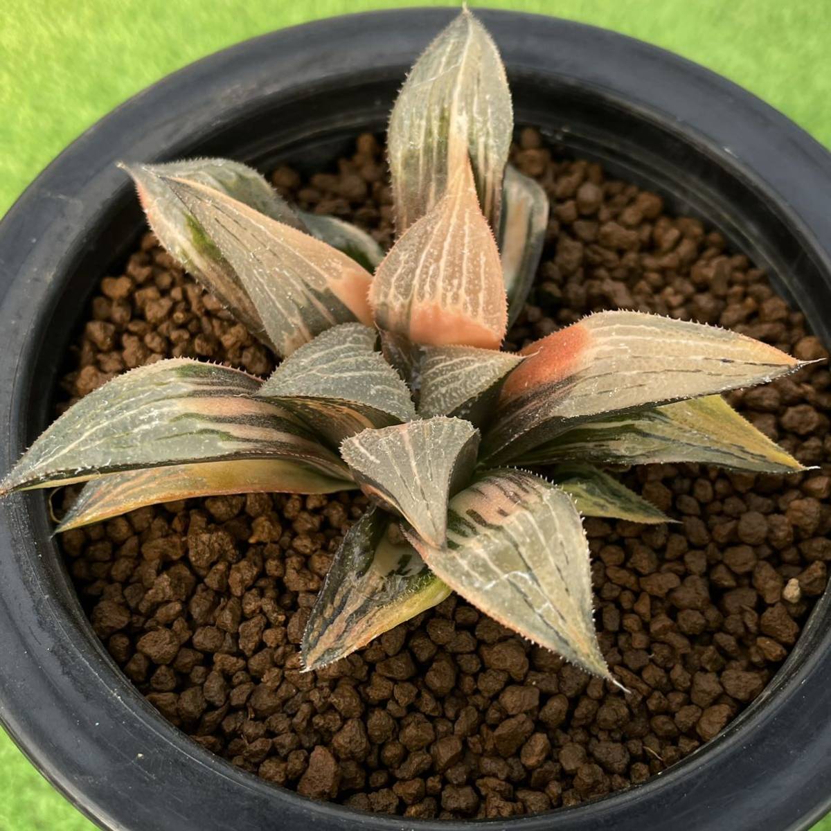 ハオルチア ≧∇≦）多肉植物 多肉植物 極上斑 多肉植物：ハオルチア 