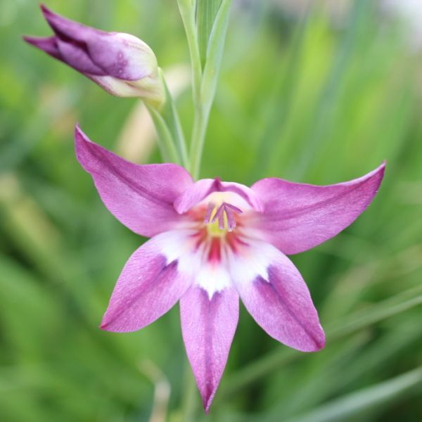 スプリンググラジオラス デネブの球根 10g 2 6球 その他 売買されたオークション情報 Yahooの商品情報をアーカイブ公開 オークファン Aucfan Com