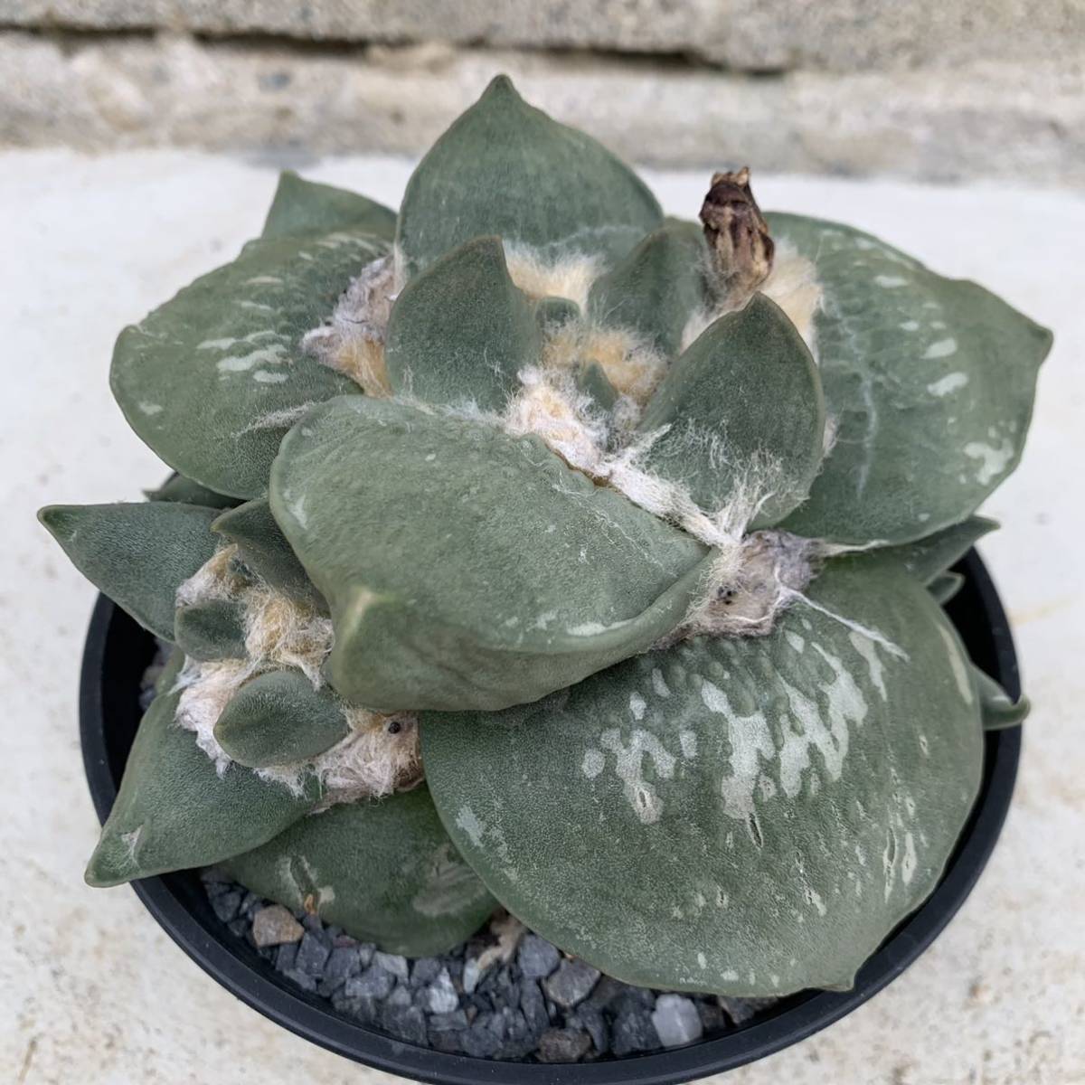 20・玉牡丹・サボテン 多肉植物 アリオカルプス