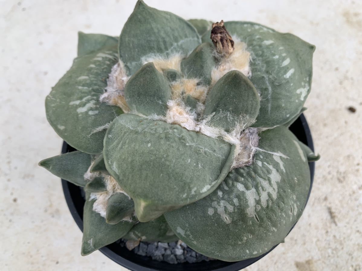 20・玉牡丹・サボテン 多肉植物 アリオカルプス