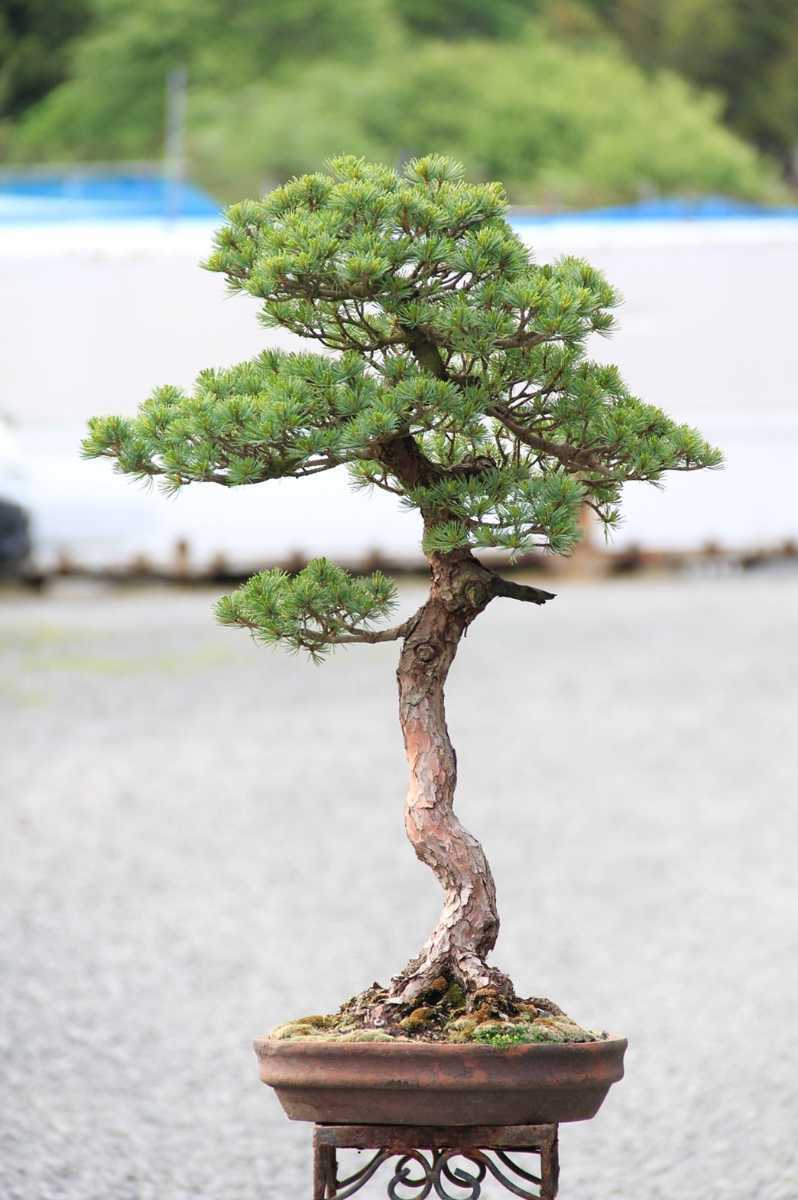 [ 松国宝 ] 衣替え 希少の文人木 最高葉性 吾妻五葉松 盆栽