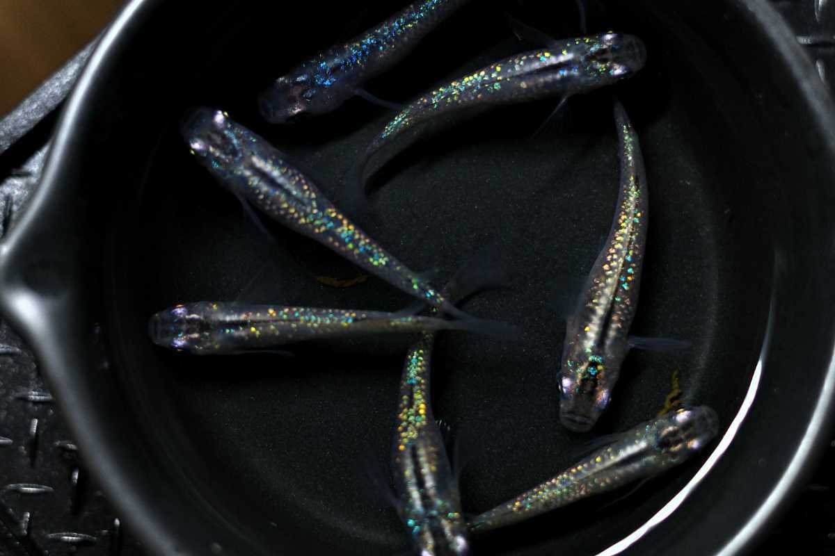 現物 生体 虹ラメ 3ペア 保証1匹 黒ラメ幹之 レインボー ラメ 検 幹之メダカ 幹之めだか メダカ 畑めだか めだか 売買されたオークション情報 Yahooの商品情報をアーカイブ公開 オークファン Aucfan Com