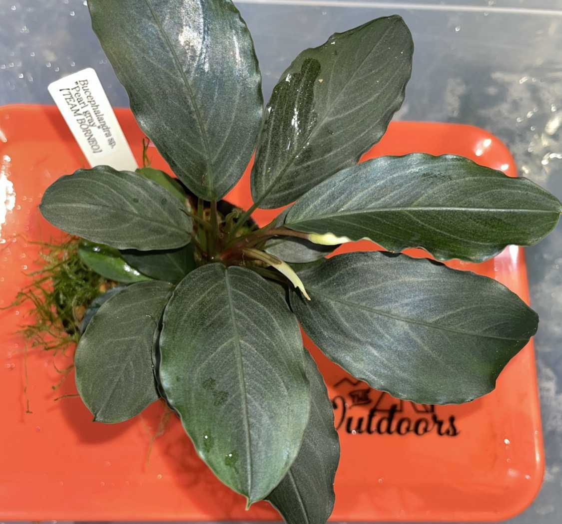 水草 Bucephalandra sp. Pearl Gray Bucephalandra - Pearl Grey
