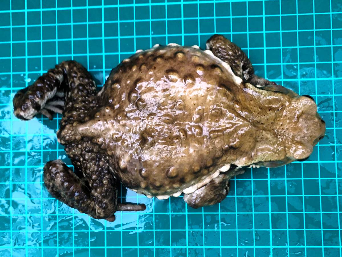 アズマヒキガエル 16cmを超える巨大 抜群にかわいいお顔のオス ヒキガエル カエル 売買されたオークション情報 Yahooの商品情報をアーカイブ公開 オークファン Aucfan Com アズマヒキガエル 16cmを超える巨大 抜群にかわいいお顔のオス ヒキガエル カエル 売買されたオークション情報 Yahooの商品情報をアーカイブ公開 オークファン Aucfan Com
